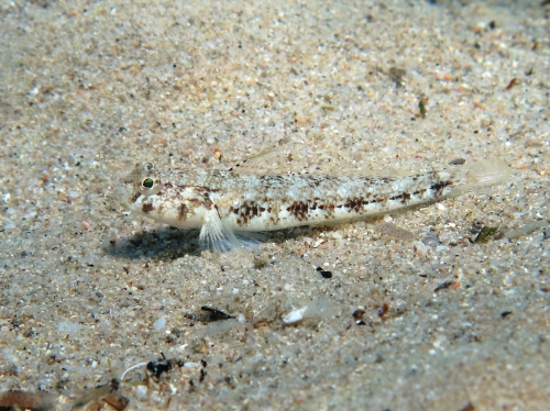 Gobius roulei (female)