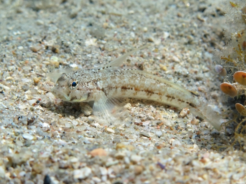 Gobius roulei (male)