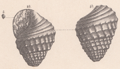 Rissoina greppini de Loriol, 1890