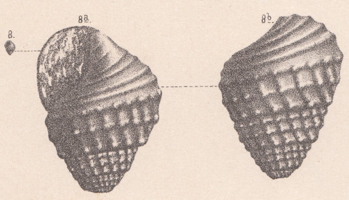Rissoina greppini de Loriol, 1890 Rissoina greppini de Loriol, 1890