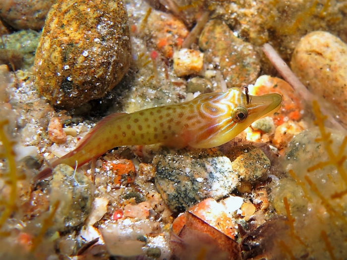 Lepadogaster lepadogaster Lepadogaster lepadogaster