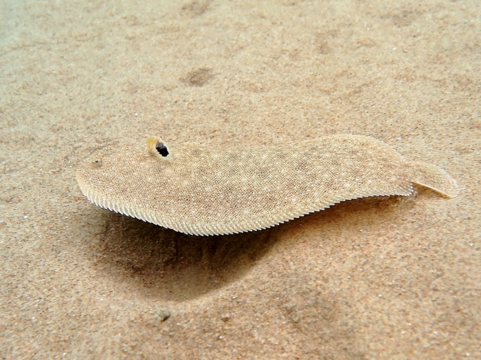 Pegusa cf. nasuta Pegusa cf. nasuta