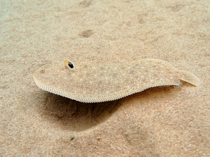 Pegusa cf. nasuta