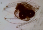 Agalma elegans athorybiid larva