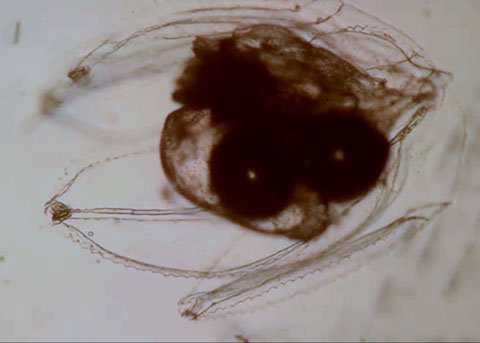 Agalma elegans athorybiid larva Agalma elegans athorybiid larva