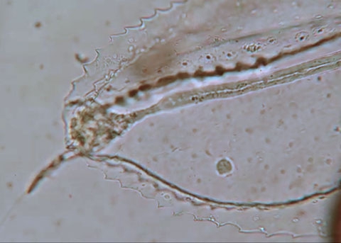 Agalma elegans athorybiid larva larval tentacle tip Agalma elegans athorybiid larva larval tentacle tip