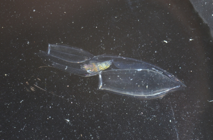 Chelophyes appendiculata polygastric colony