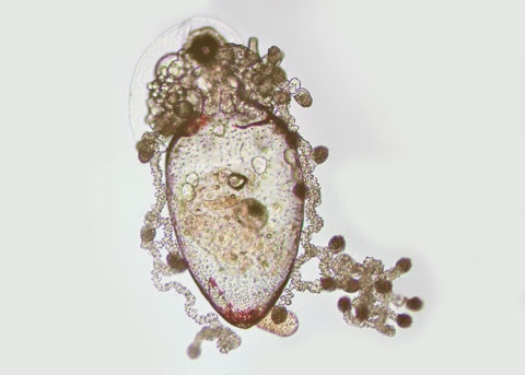 Nanomia bijuga siphonula larva