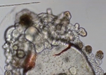 Nanomia bijuga siphonula larva detail of anterior end