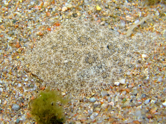 Scophthalmus rhombus (young) Scophthalmus rhombus (young)
