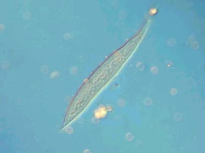 Ciliata