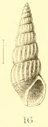 Rissoina shepstonensis E. A. Smith, 1906 Rissoina shepstonensis E. A. Smith, 1906