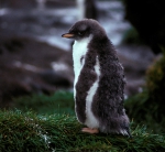 Gentoo Penguin chiick a_1