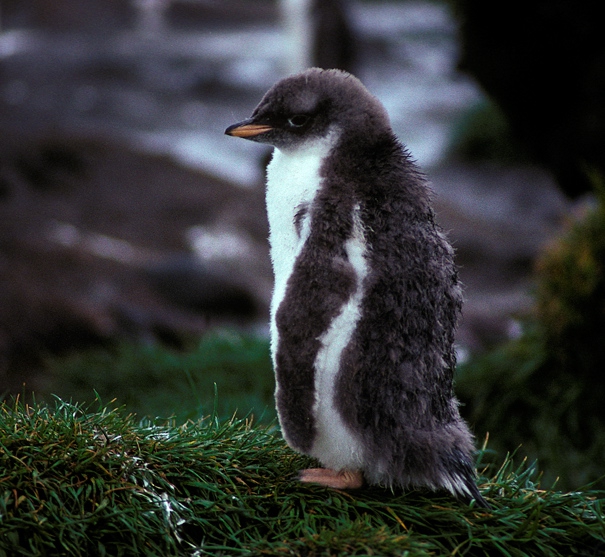 Gentoo Penguin chiick a_1 Gentoo Penguin chiick a_1