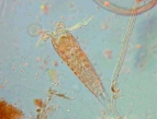 Copepoda, author: Schratzberger, Michaela Copepoda, author: Schratzberger, Michaela