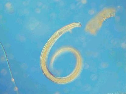 Nematoda