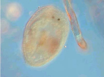 Turbellaria Turbellaria