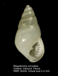 Megastomia conoidea