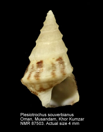 Plesiotrochus souverbianus