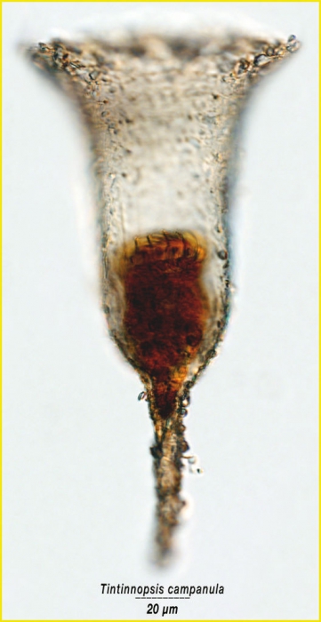 Tintinnopsis campanula Tintinnopsis campanula