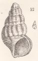 Mollusca (molluscs)