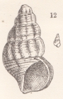 Rissoina plicatovaricosa Heilprin, 1879