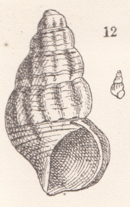 Rissoina plicatovaricosa Heilprin, 1879 Rissoina plicatovaricosa Heilprin, 1879