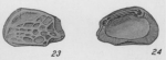Holotype of Hemicythere confragosa Edwards, 1944