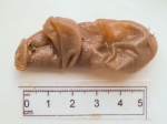 Echiurus echiurus - whole preserved specimen