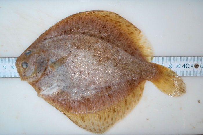 Scophthalmus aquosus - Windowpane (preserved) Scophthalmus aquosus - Windowpane (preserved)