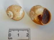 Euspira heros - juvenile moon snails