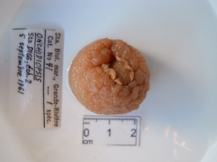 Onchidiopsis sp, juvenile specimen Onchidiopsis sp, juvenile specimen
