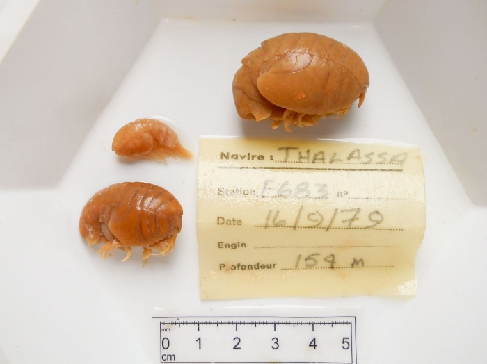 Stegocephalus, trio of specimens