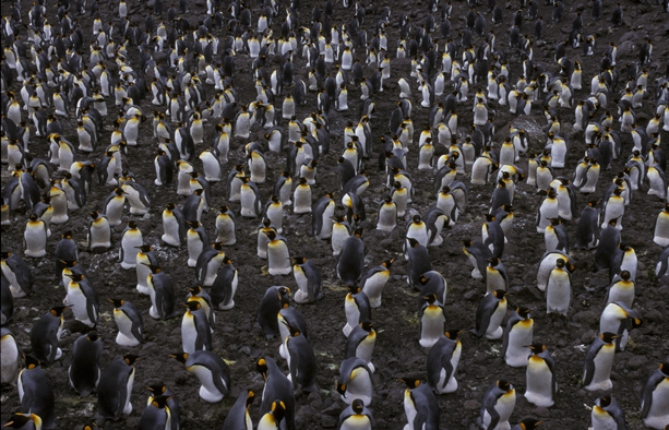 King Penguin colony 1CS5_1 King Penguin colony 1CS5_1