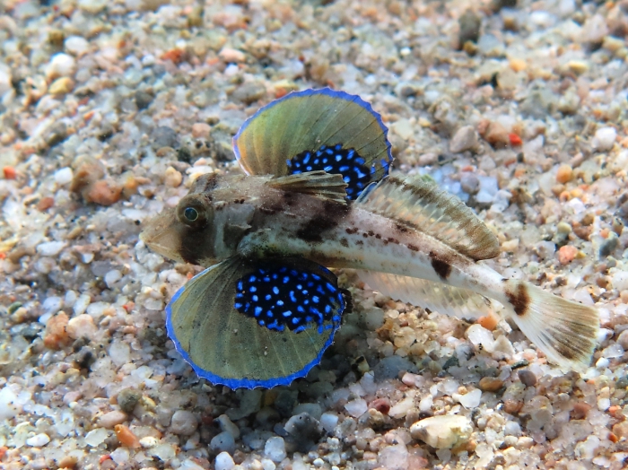 Chelidonichthys lucerna Chelidonichthys lucerna