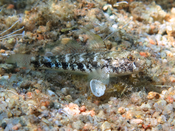 Gobius niger