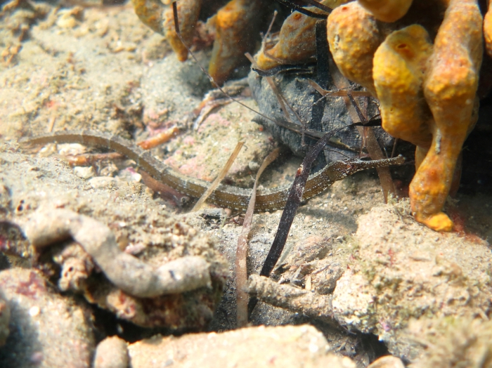 Syngnathus acus Syngnathus acus