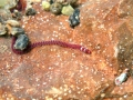 Polychaeta (bristle worms)