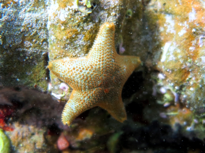 Asterina gibbosa Asterina gibbosa