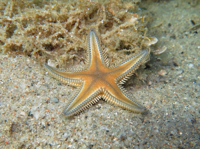 Astropecten platyacanthus Astropecten platyacanthus