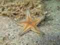 Echinodermata (echinoderms)