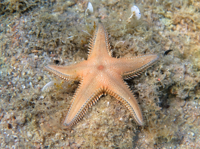 Astropecten platyacanthus Astropecten platyacanthus