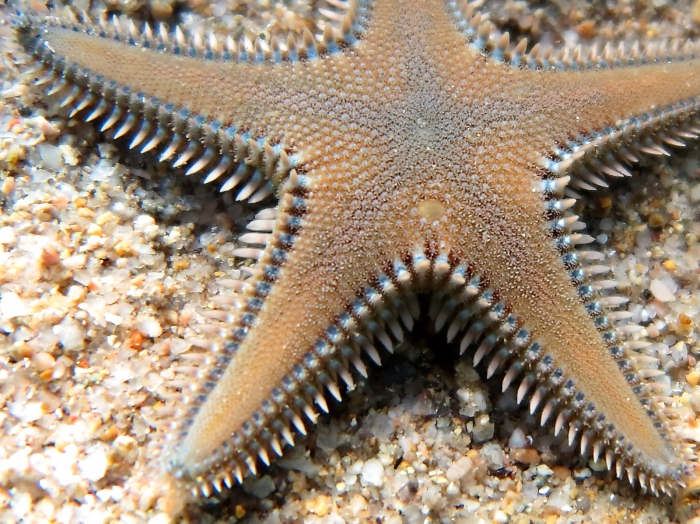 Astropecten platyacanthus