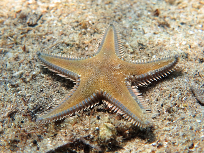 Astropecten platyacanthus Astropecten platyacanthus
