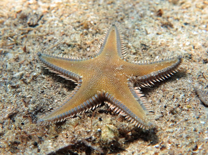 Astropecten platyacanthus