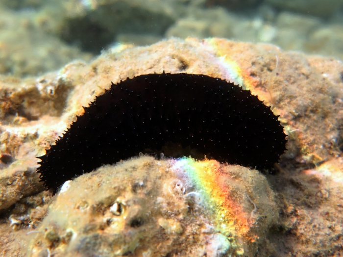 Holothuria forskali Holothuria forskali