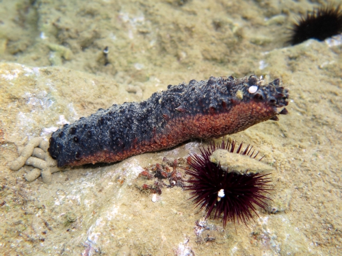 Holothuria tubulosa