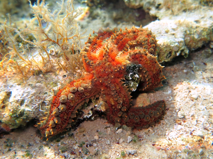 Marthasterias glacialis Marthasterias glacialis