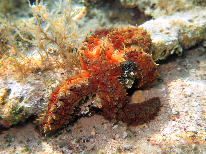 Marthasterias glacialis