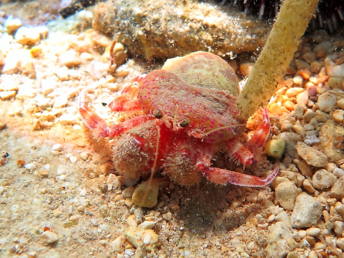 Pagurus prideaux Pagurus prideaux